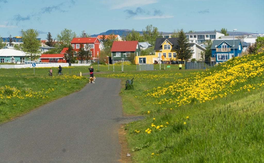 A walking path through dandelion-strewn hills, a woman walking her dog on a leash, and in the background are brightly colored houses.