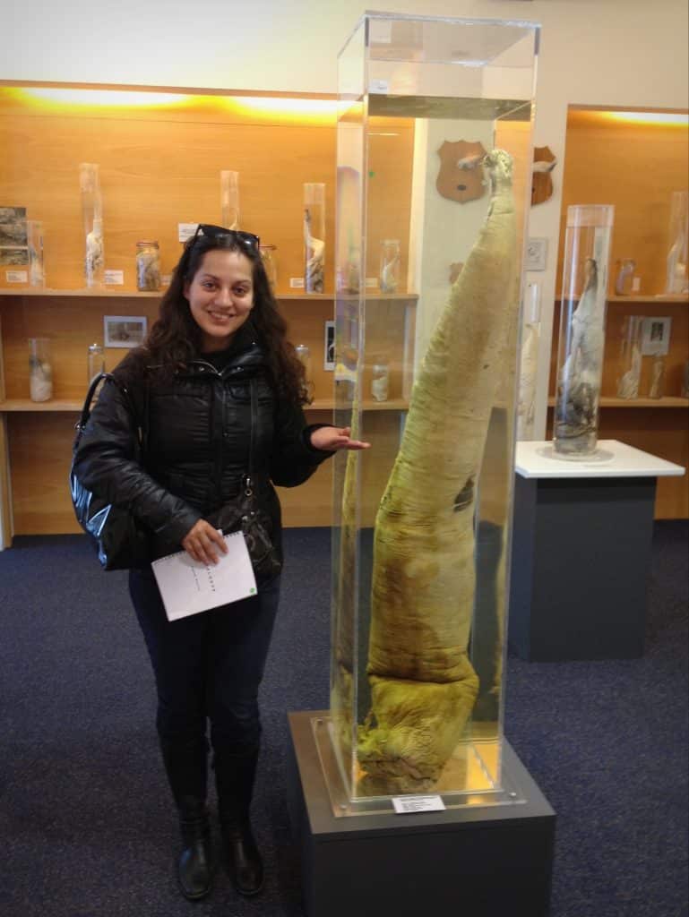 Kate stands next to an enormous sperm whale penis encased in glass, holding a hand up as if to say "Can you believe this?" at the Icelandic Phallological Museum.