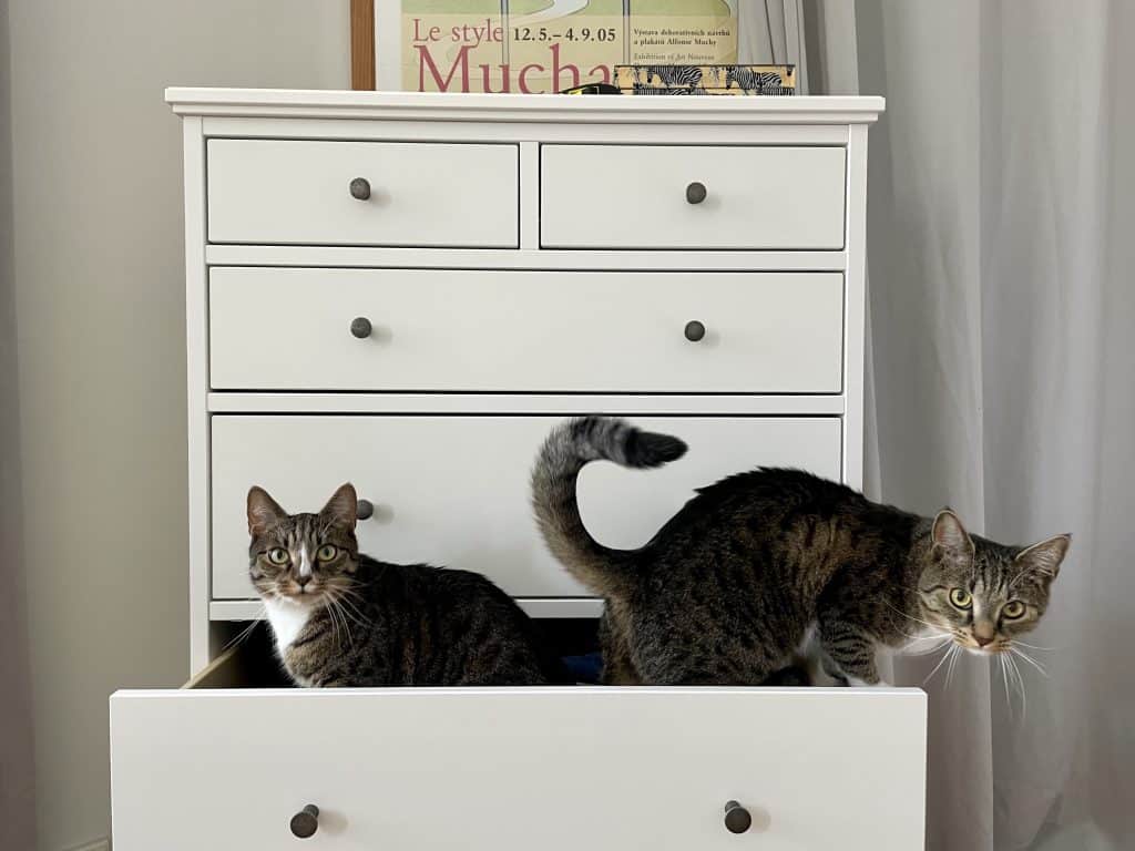 A white dresser with one drawer open, Lewis and Murray the gray tabby cats inside it, staring at the camera with their bright green eyes.