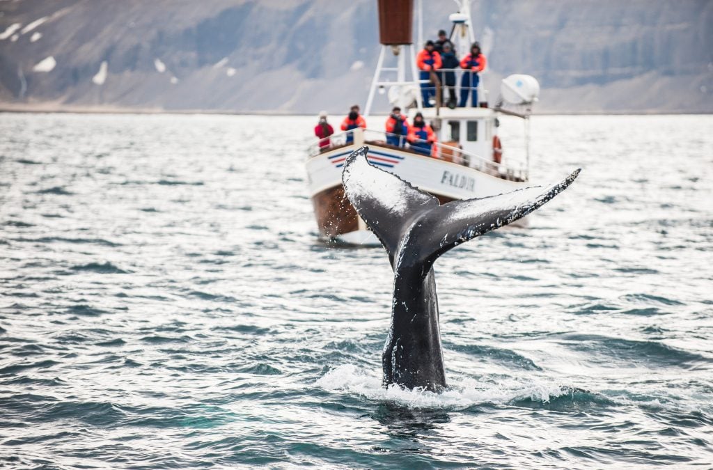 A whale tale sticking out of the water, a tour group on a boat watching.