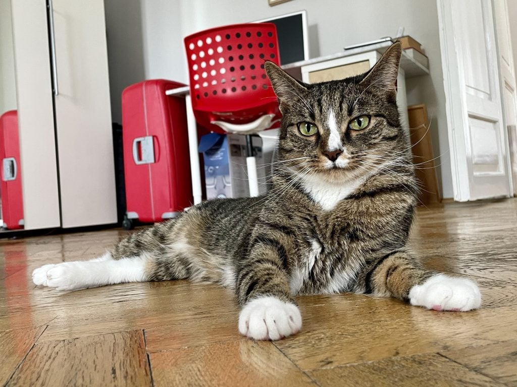 Lewis the gray tabby cat with a white stripe on his nose sprawled on the wooden floor, looking at the camera a bit skeptically.