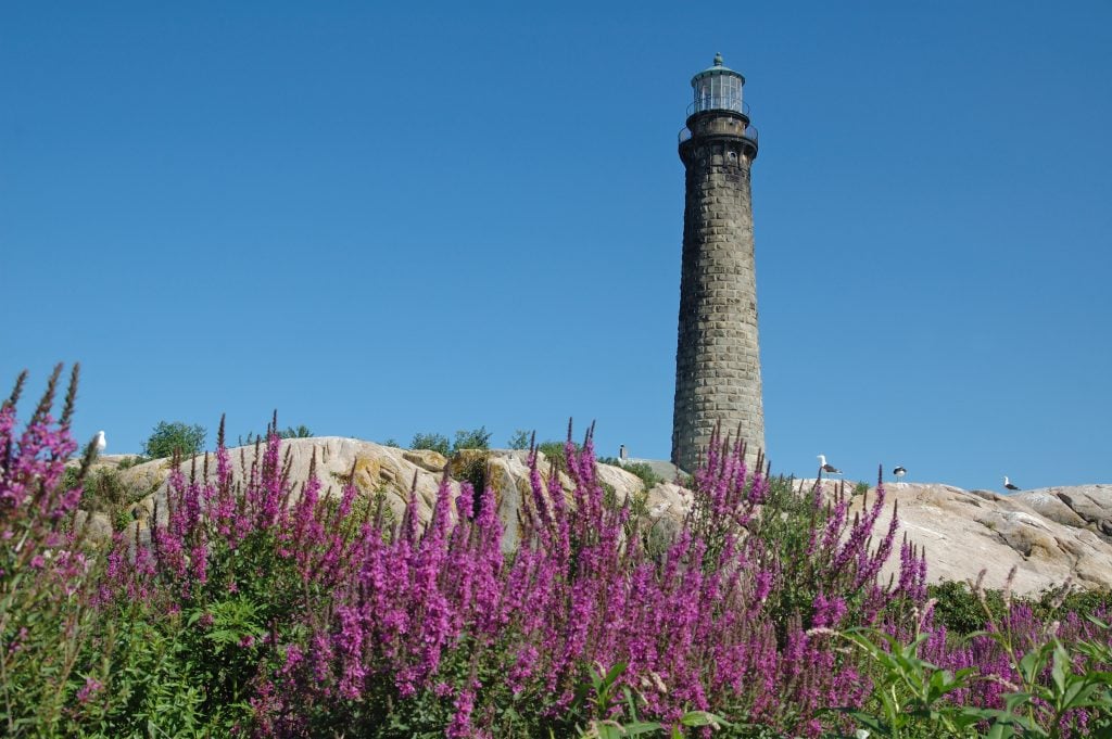 A rocky island covered with bright purple flowers. There is a tall stone lighthouse.