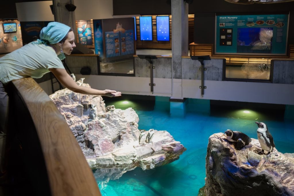 A woman leaning over to feed two penguins in a display at the aquarium.