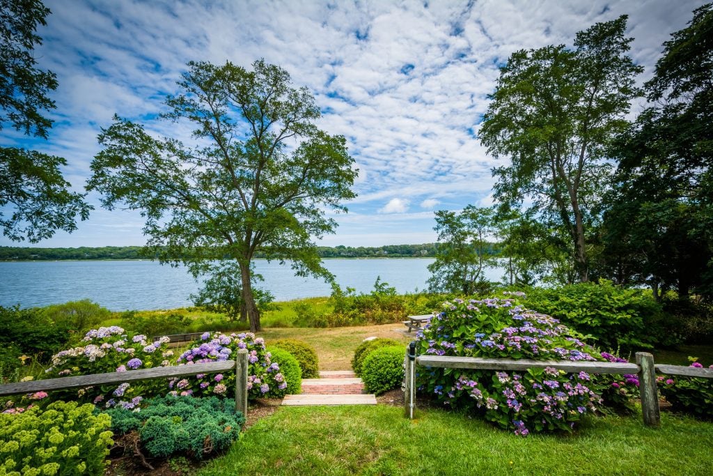 A small garden area with purple hydrangea bushes right along the coastline.