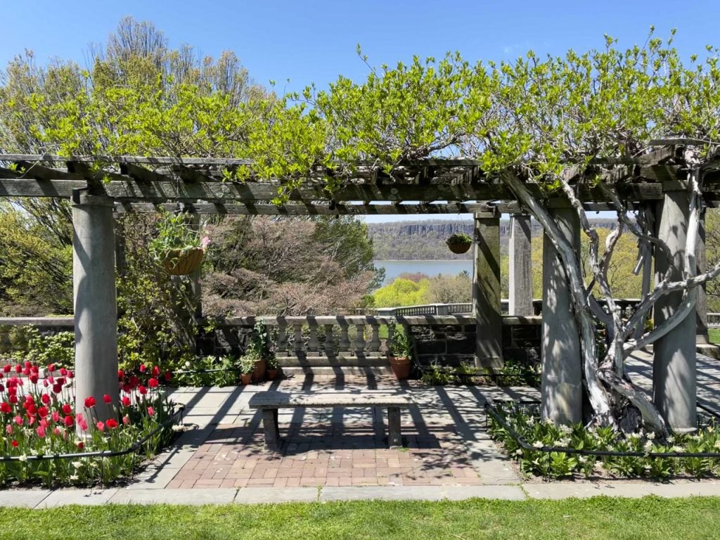 A wooden pergola with trees growing overhead