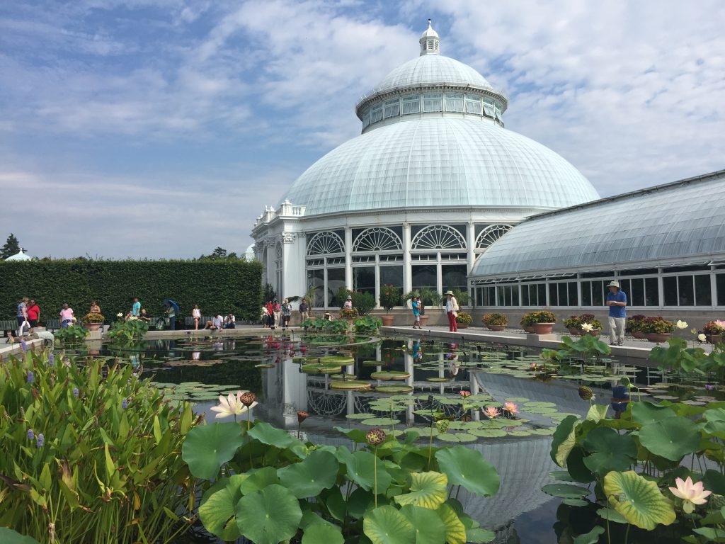 A pond with lily pads inf ront of a blue building