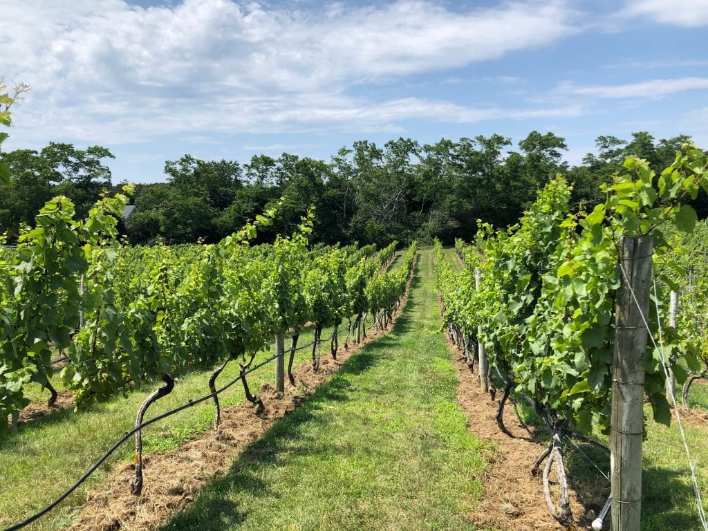 Rows of grapes growing at a vineyard in Cape Cod.