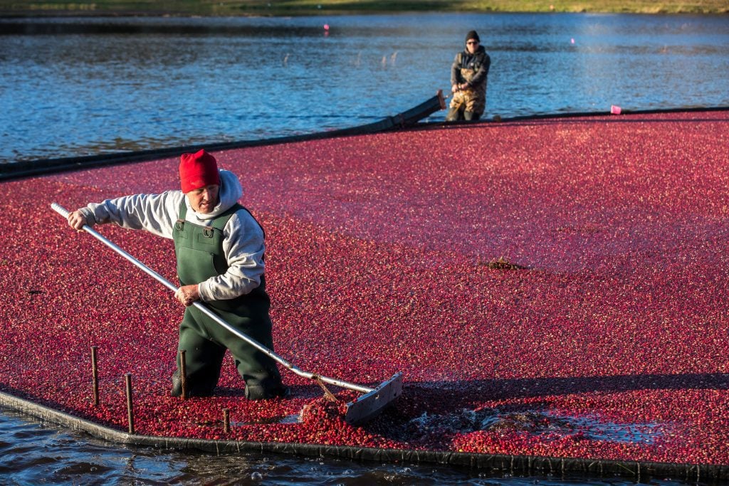 Two men in coveralls standing in a cranberry-filled bog, raking the berries.