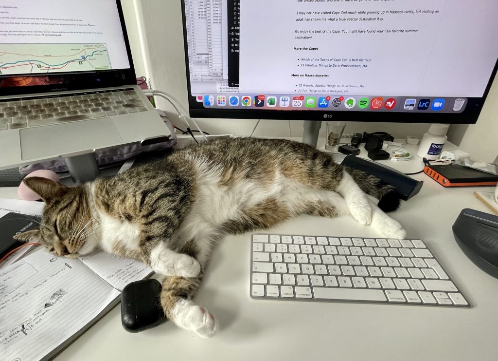 Murray, a large gray tabby cat, sprawled across a desk and sleeping, curving around a keyboard.