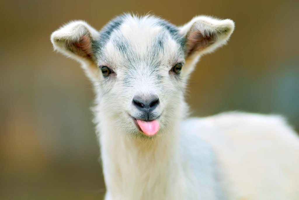 A cute little goat sticking his tongue out.