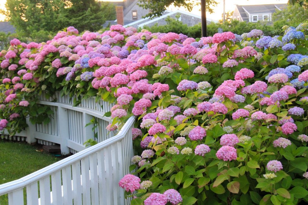 A fence covered with overflowing hydrangea flowers in pink, purple, and blue.