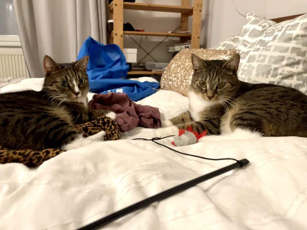 Lewis and Murray, two gray tabby cats, curled up on clothes piles on the bed with a mouse toy between them.