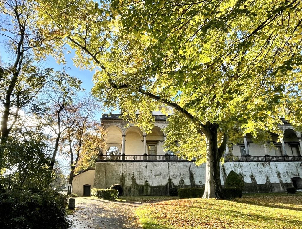 A large yellow tree in Prague next to Prague Castle.