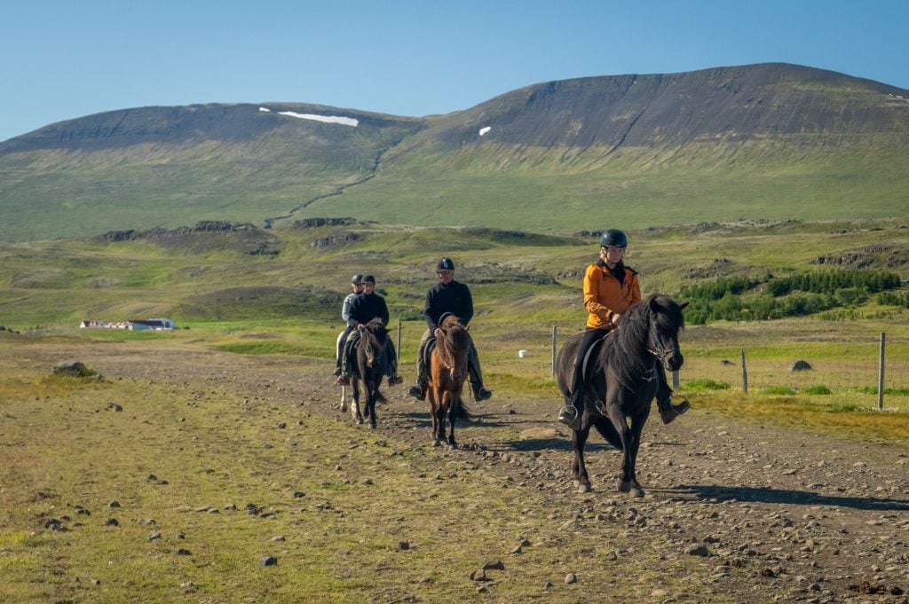 Three people riding short, furry Icelandic horses down a dirt path.