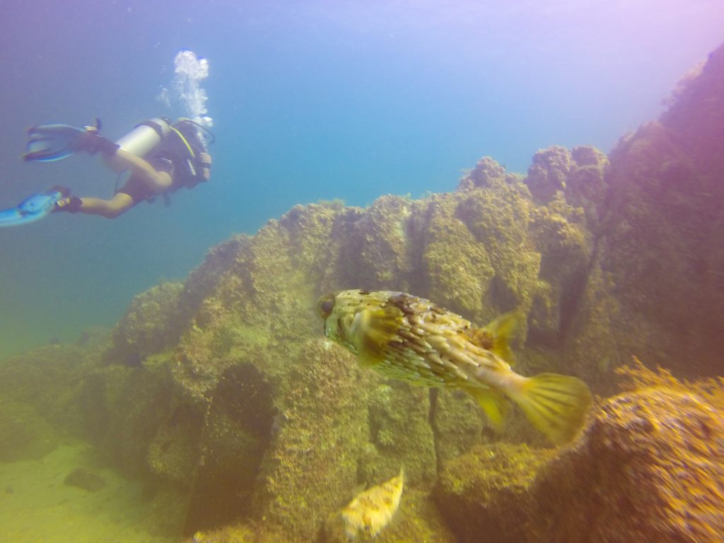 A scuba diver at Los Arcos in Mexico, swimming past a yellow fish.