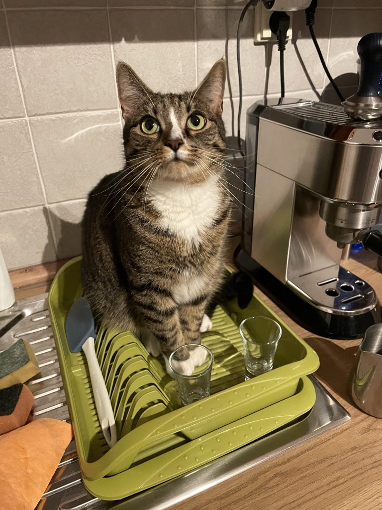 Lewis the gray tabby cat sitting in a green dish-drying tray.