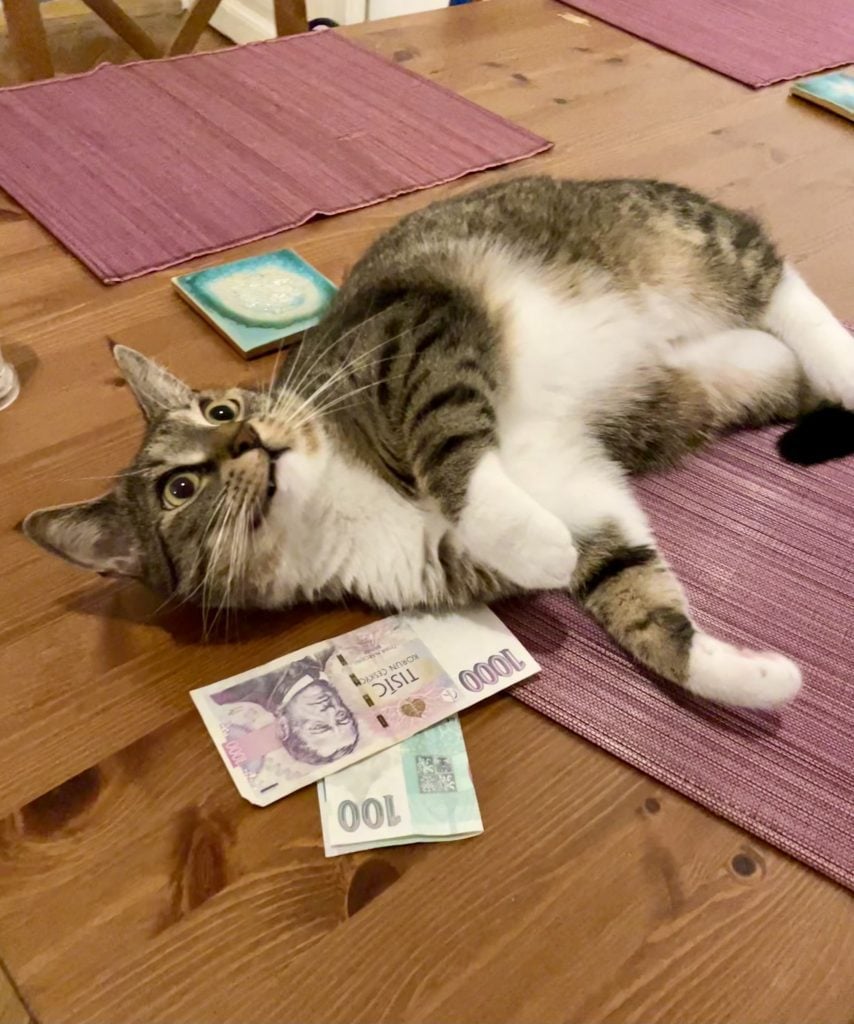 Murray the gray tabby cat flops in the dining table, his paw next to a few Czech bills, like he's swimming in money.