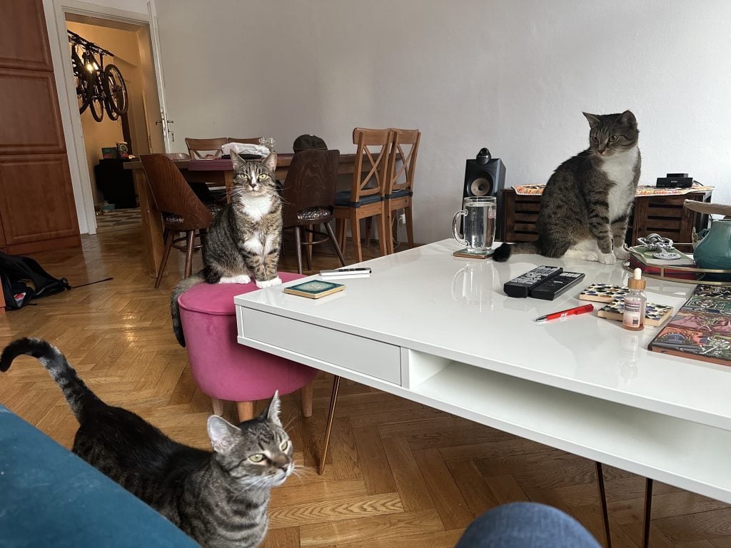 Three gray tabby cats -- one large and dark, two smaller ones with white bellies and white paws -- standing a round a white coffee table.