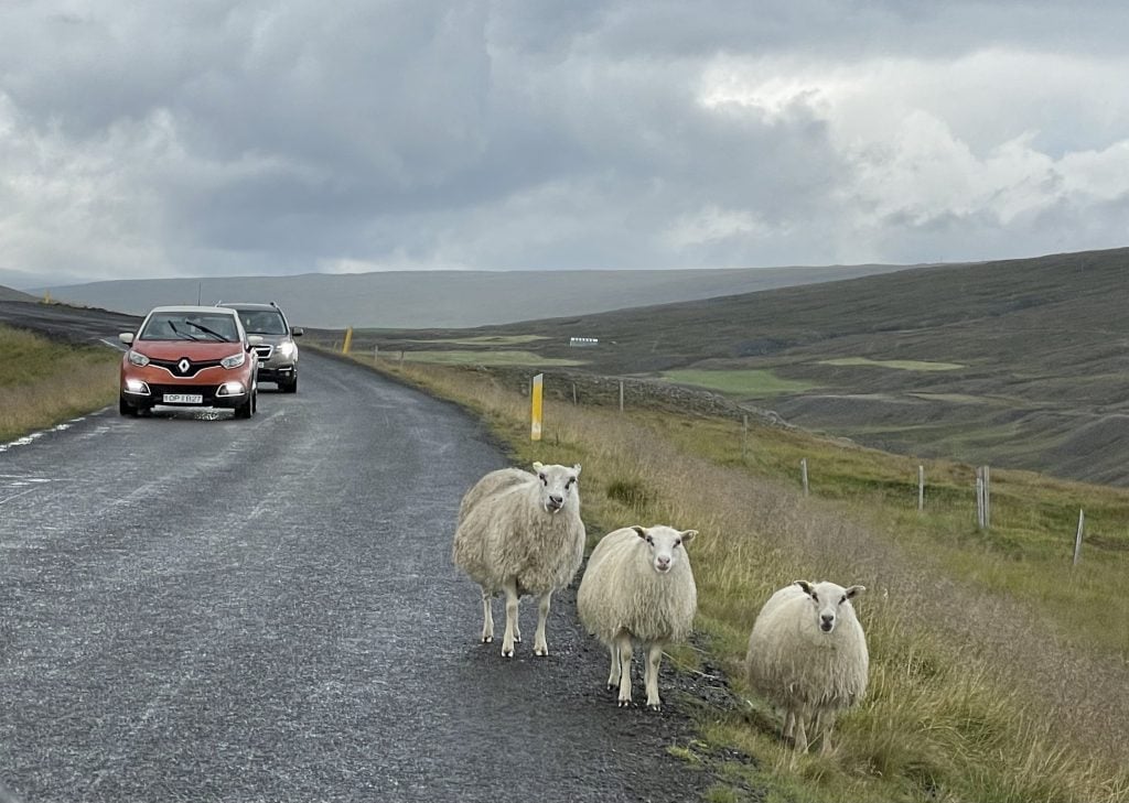Three sheep standing in a road in Iceland, cars waiting for them to move.