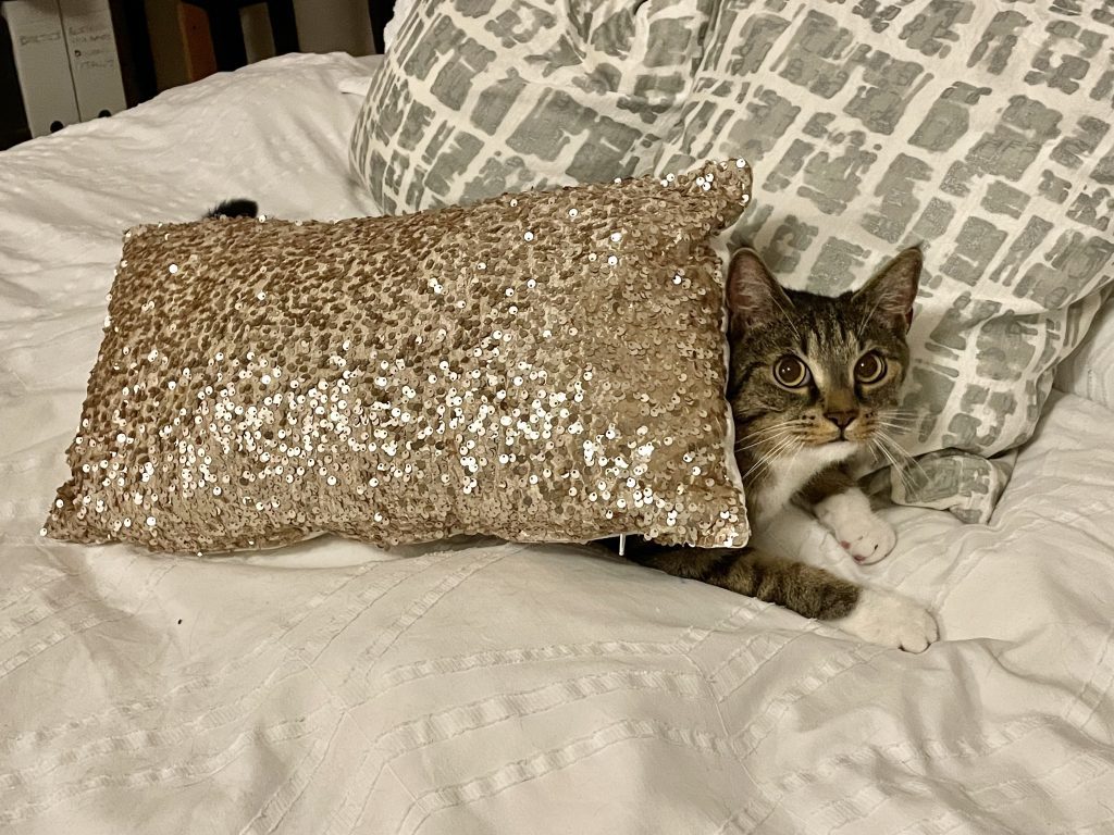 Murray the gray tabby cat peeking out behind a gold sequined pillow.