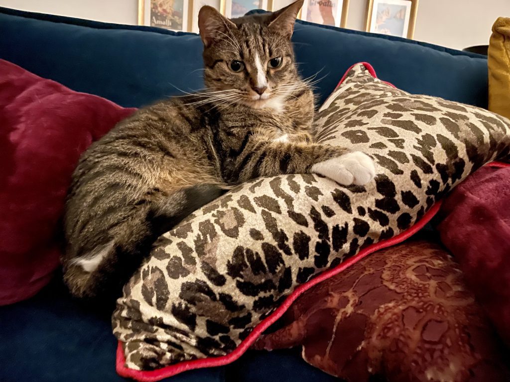 Lewis the gray tabby cat with a white stripe on his nose cuddling a leopard print pillow on the couch.