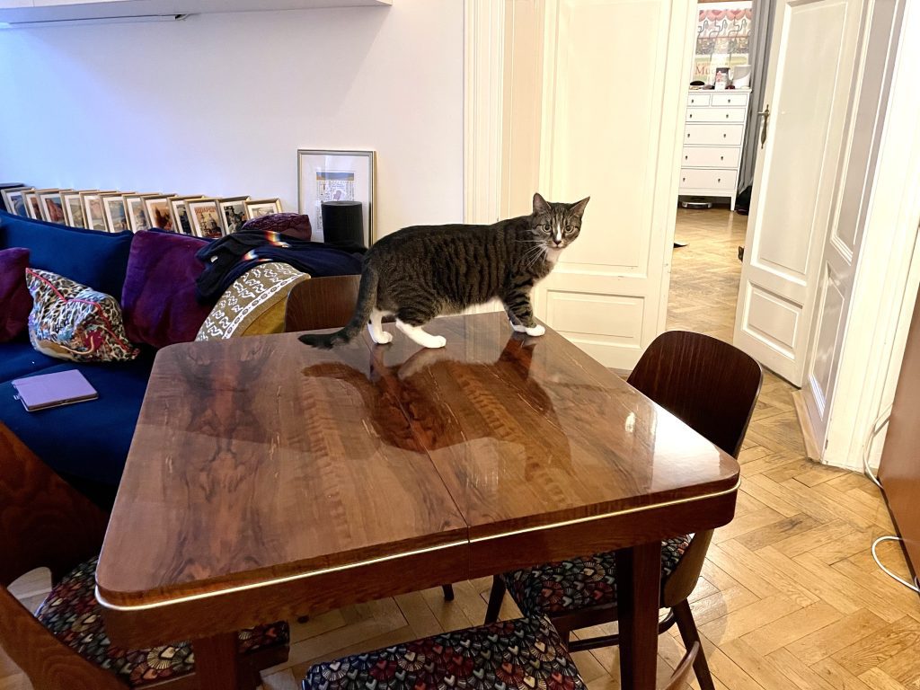 Lewis the cat on top of a square vintage wooden table with a gold bar running around the edge. It's very shiny.