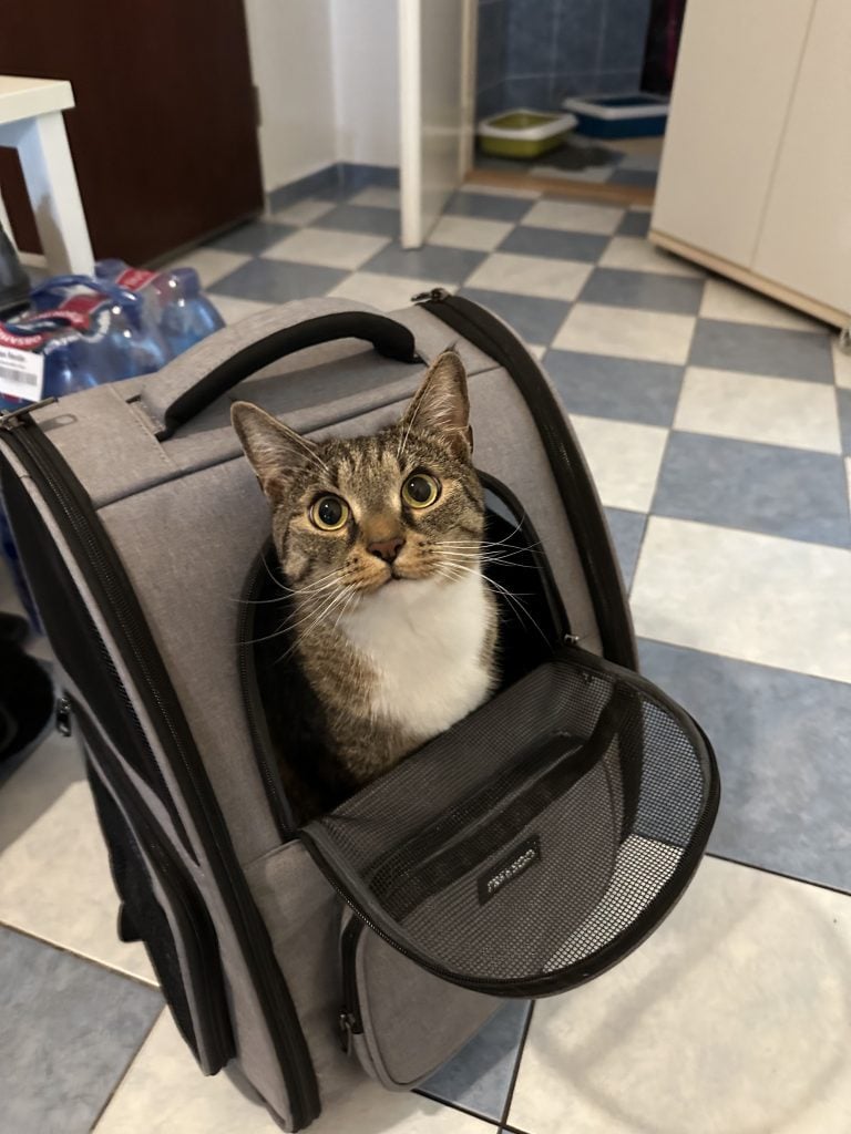 Murray the gray tabby cat sticks his head out of a carrier backpack, his eyes wide and expectant.