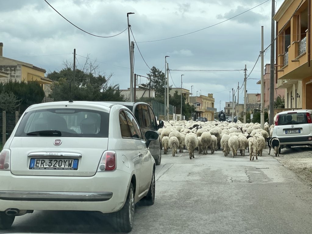 A car slowly driving down a Sicilian street, a big crowd of dozens of sheep in front of it!