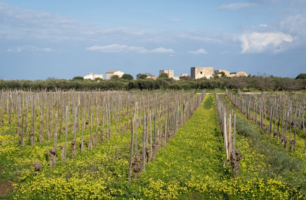 A vineyard in Sicily in winter, nothing on the vines, some small buildings in the distance.