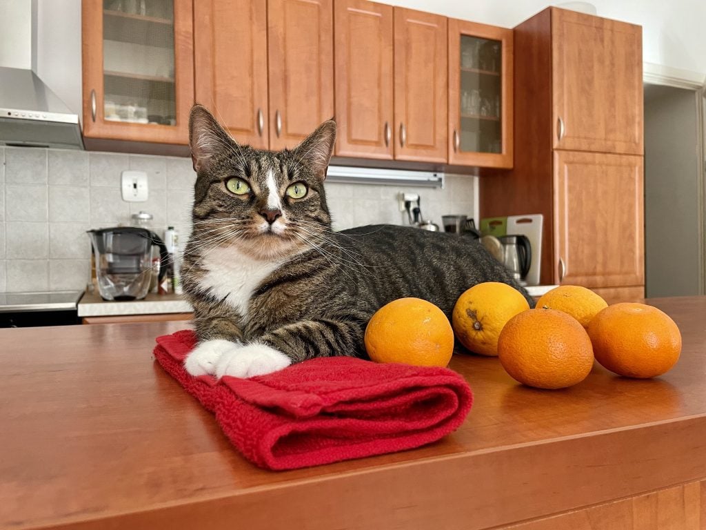 Lewis the gray tabby cat with a white stripe on his nose, posing regally on top of a red towel, next to several oranges.