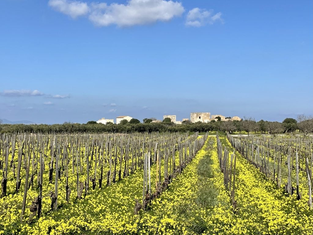 A vineyard filled with yellow flowers, stone buildings in the distance.