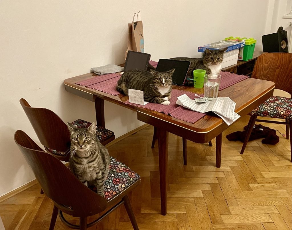 Three little gray tabby cats sitting on a table and chairs.