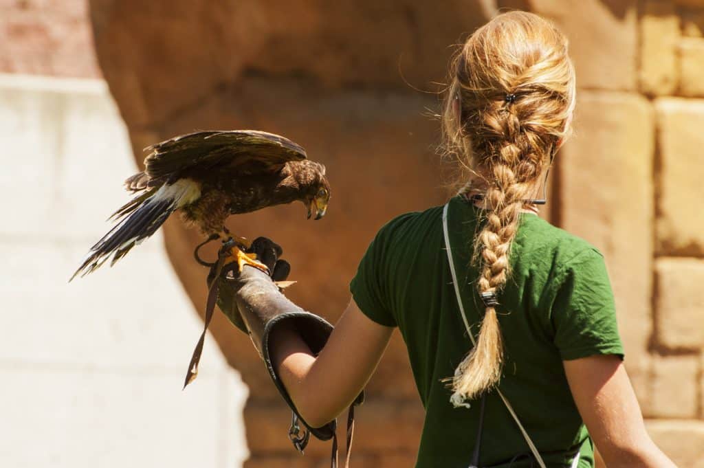 A woman with a French braid holding a fierce hawk on her gloved arm.