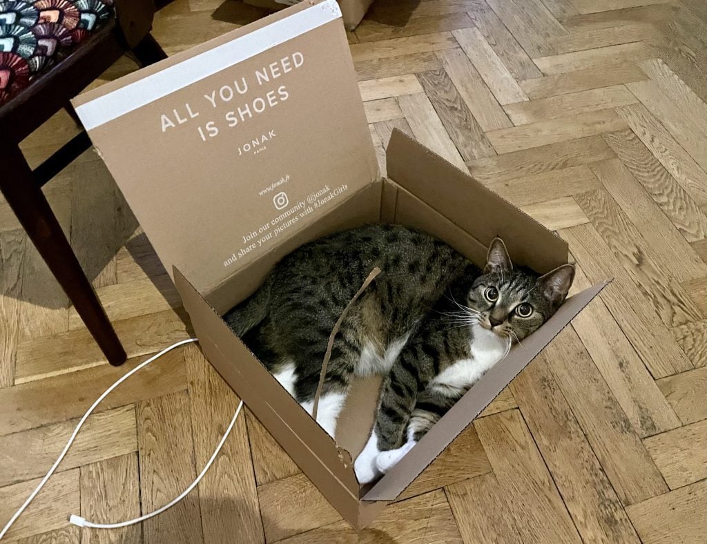 Murray the gray tabby cat with a white belly and white paws, lying down in a cardboard box.