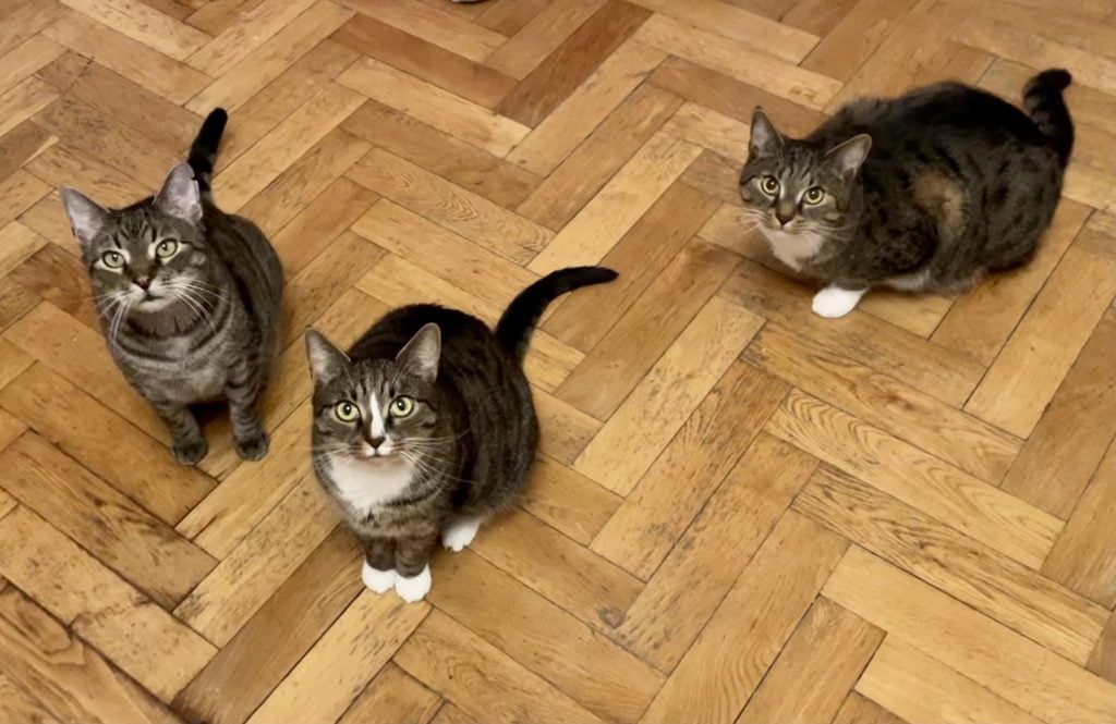 Three little gray cats sitting together on a hardwood floor, looking at the camera with wide eyes.