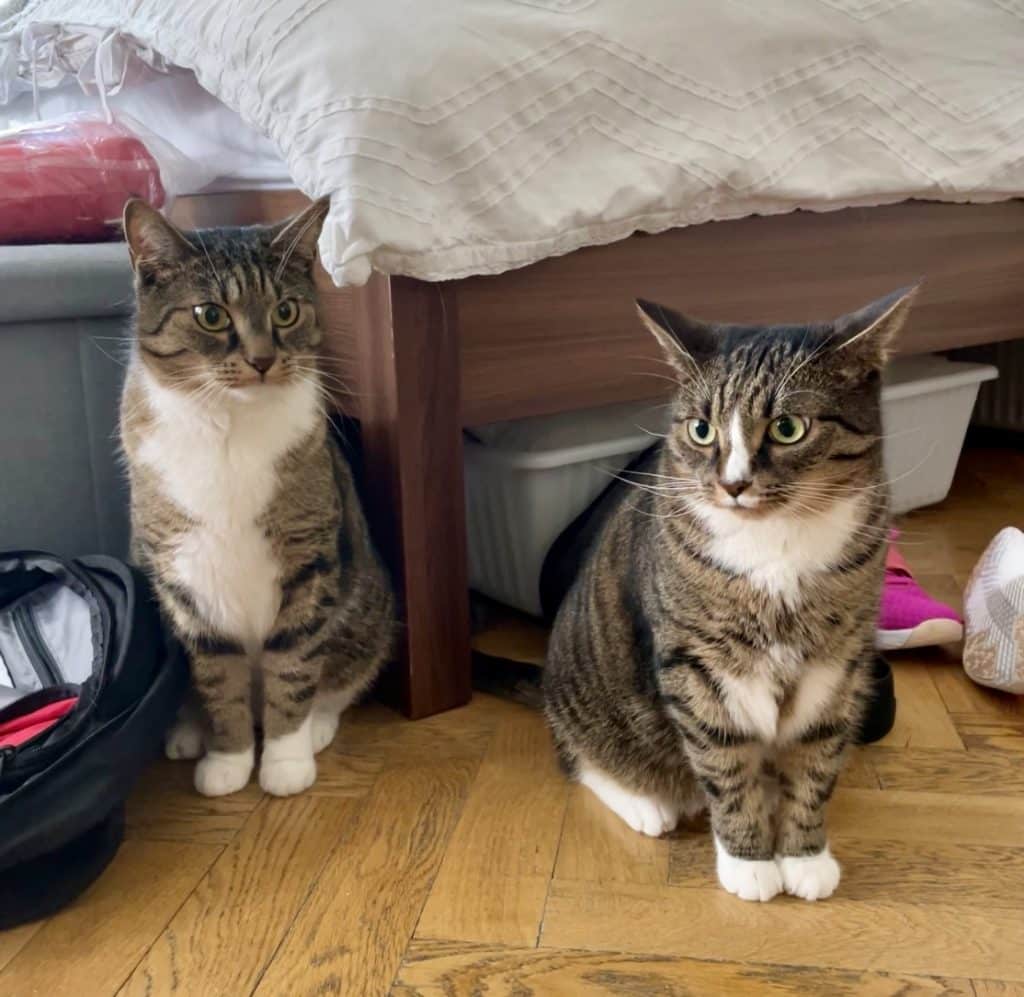 Two gray tabby cats with white bellies and white paws sitting side by side next to a bed.