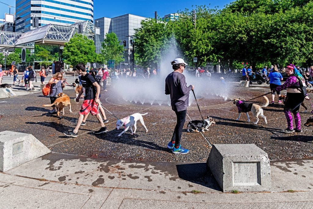 People taking their dogs to an overflowing fountain on a city square in Portland, Oregon.