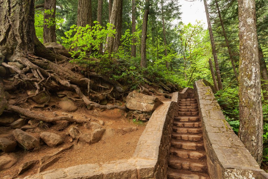 A hiking path through the woods, with a wooden staircase leading through trees.