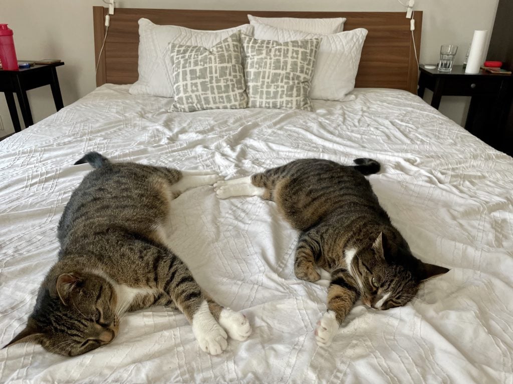 Murray and Lewis, two gray tabby cats with white bellies and paws, lying on the bed, facing each other.