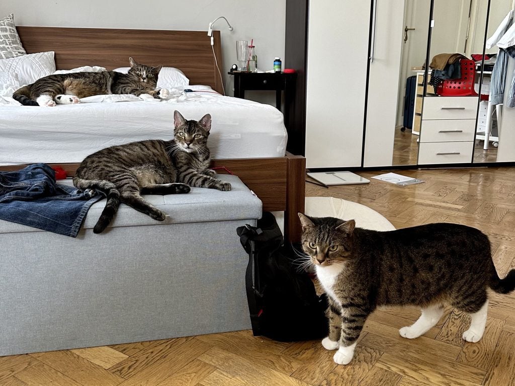 Three little gray tabby cats lounging on and around the bed, staring at the camera with annoyance.