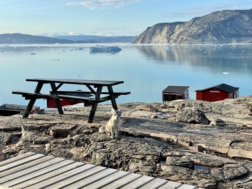 An arctic fox, a tiny gray dog-like animal, sitting adorably in front of a picnic table in front of the bay, curiously looking at the camera.