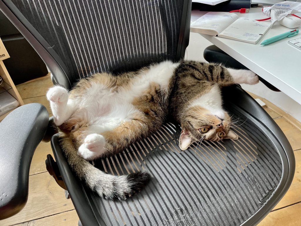 Murray, le chat tabby gris avec un gros ventre blanc, est tordu sur le dos sur la chaise de bureau de Kate, offrant son ventre pour les caresses.
