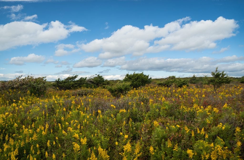 A field of bright yellow wildflowers underneath a blue sky streaked with clouds.