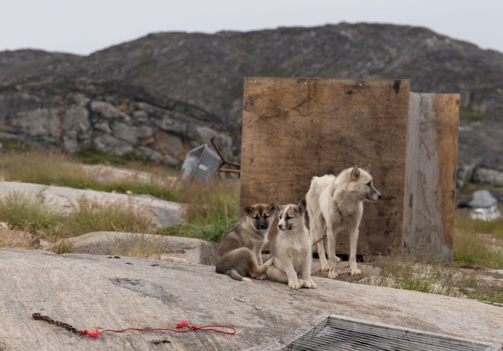 Three husky dogs, two puppies and one older dog, huddling together on a big rock.