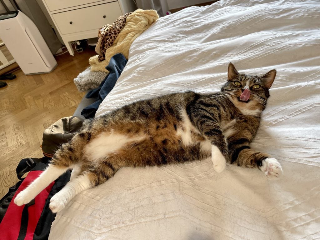 Lewis the gray tabby cat with a white belly and white paws, stretching out languidly on the bed and sticking his tongue out.