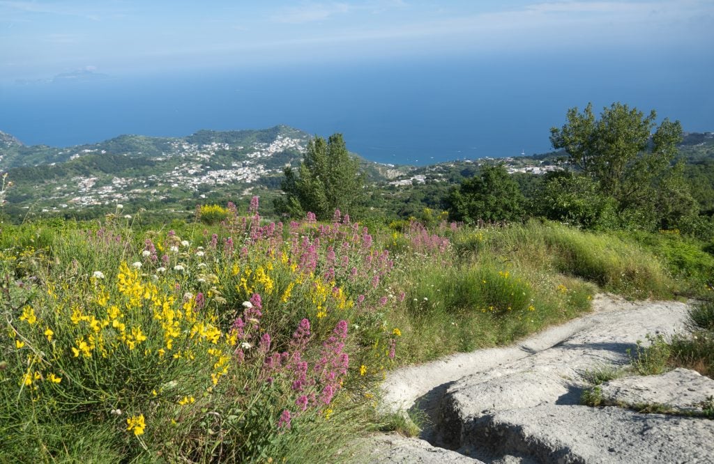 View from the top of a mountain in Ischia, with lots of bright yellow and purple flowers next to a trail.