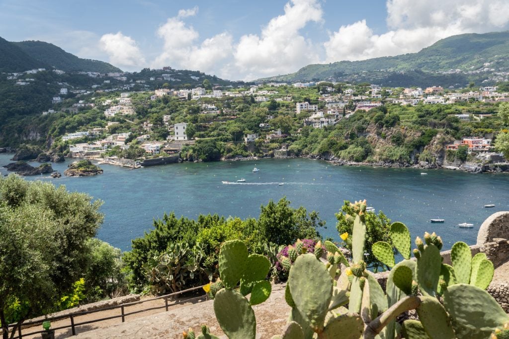 A garden of cactus overlooking the coastline of ischia, with whitewashed homes in the hills.