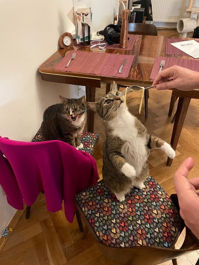 Lewis and Murray the gray tabby cats on two chairs. Murray is standing up to eat plain spaghetti hanging on a fork, while Lewis chomps in the background.