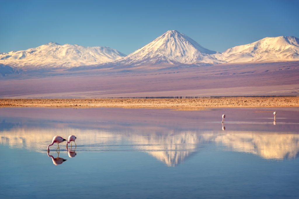 A flamingo drinking from a still lake in the desert, snow-covered mountains in the background.