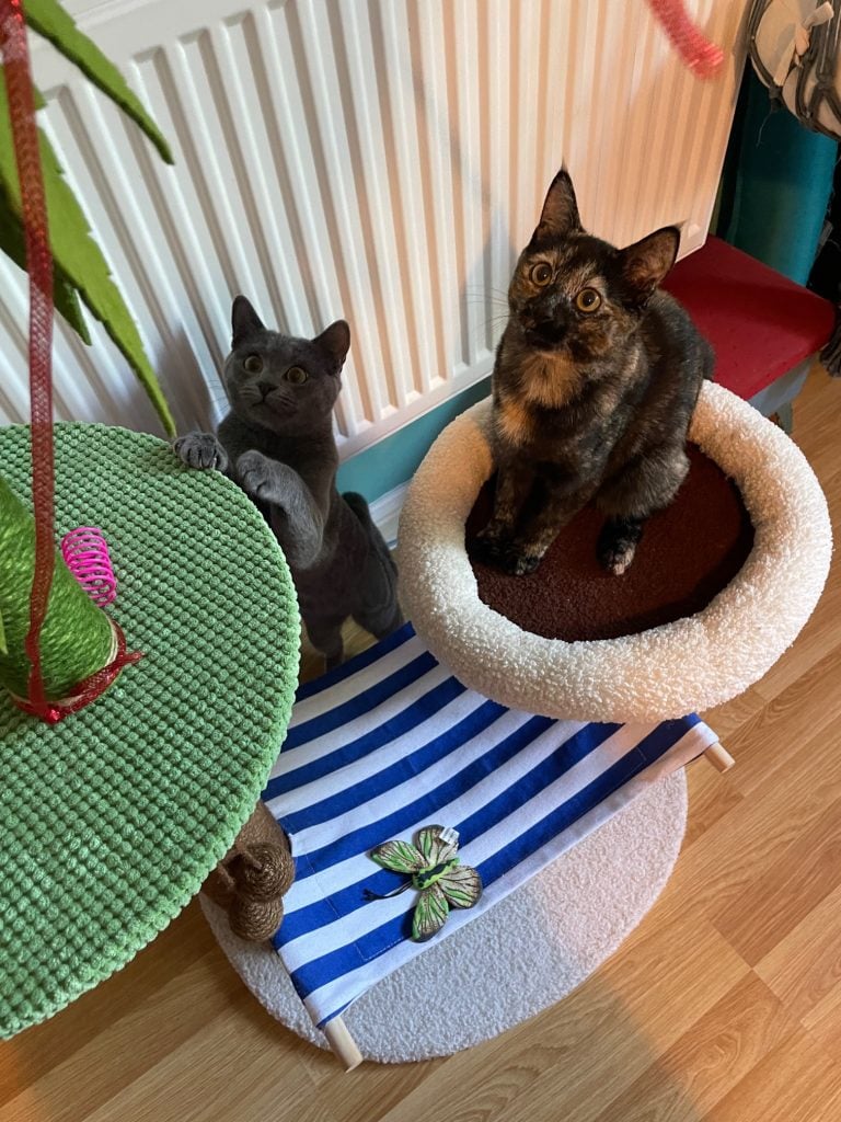Two small, shiny kittens playing on a cat tree. The gray one is Teddy Bear and the Tortie is Blossom. Both are looking up at the camera with wide eyes.